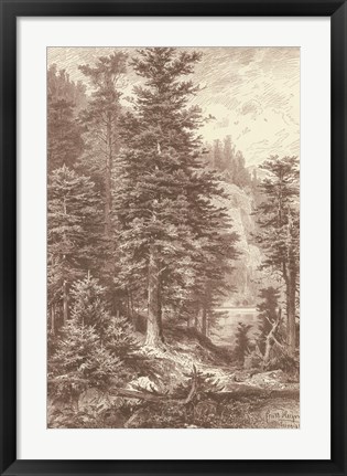 Framed Sepia Noble Fir Print