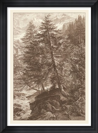 Framed Sepia Larch Tree Print