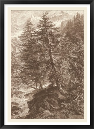 Framed Sepia Larch Tree Print