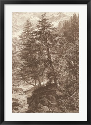 Framed Sepia Larch Tree Print