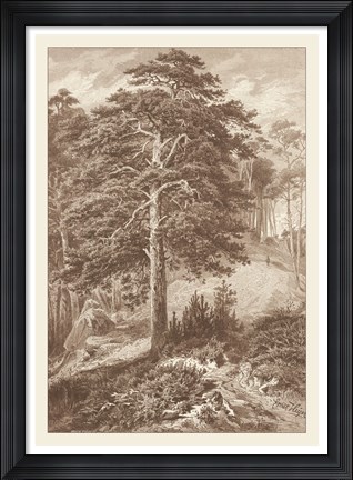 Framed Sepia Wild Pine Print