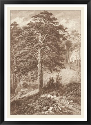 Framed Sepia Wild Pine Print