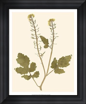 Framed Pressed Botanical I Print