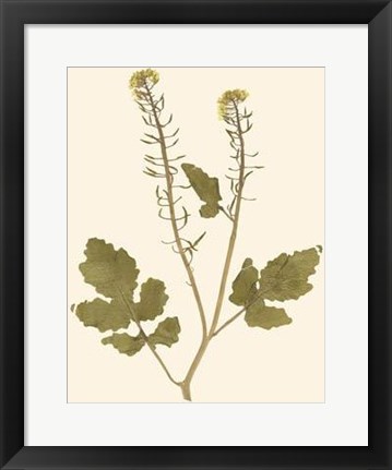 Framed Pressed Botanical I Print