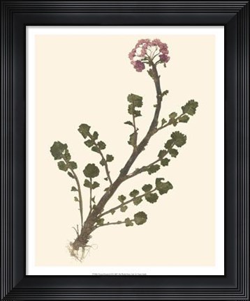 Framed Pressed Botanical II Print