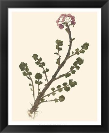Framed Pressed Botanical II Print