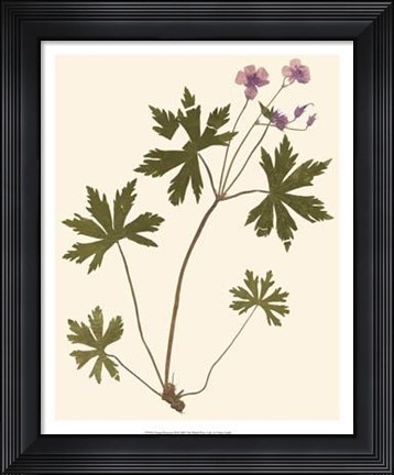 Framed Pressed Botanical III Print