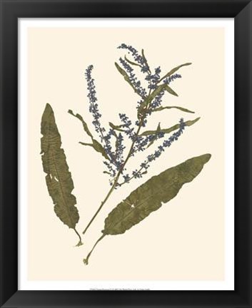 Framed Pressed Botanical IV Print