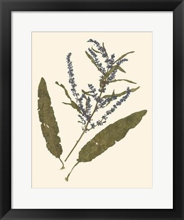 Framed Pressed Botanical IV Print