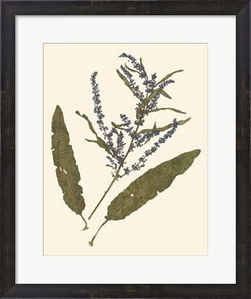 Framed Pressed Botanical IV Print