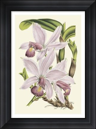 Framed Delicate Orchid I Print