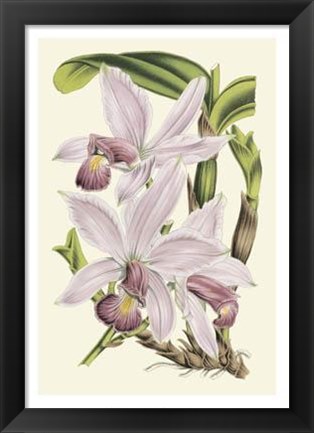 Framed Delicate Orchid I Print