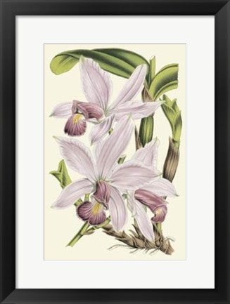 Framed Delicate Orchid I Print