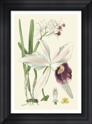 Framed Delicate Orchid II Print
