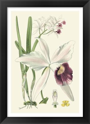 Framed Delicate Orchid II Print