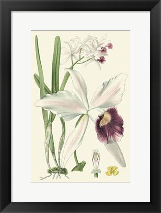 Framed Delicate Orchid II Print