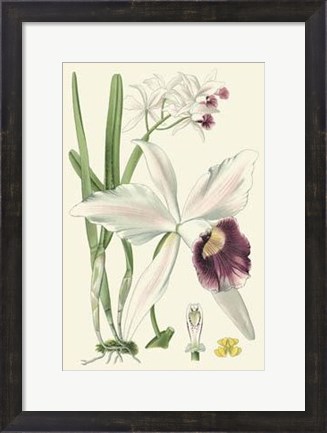 Framed Delicate Orchid II Print