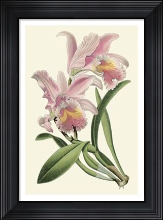 Framed Delicate Orchid III Print
