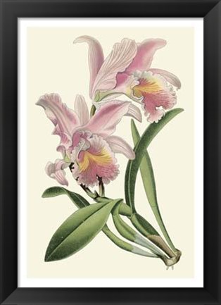 Framed Delicate Orchid III Print