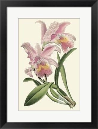 Framed Delicate Orchid III Print