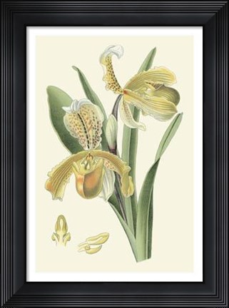 Framed Delicate Orchid IV Print