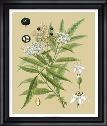 Framed Ivory Blooms I Print
