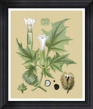 Framed Ivory Blooms II Print