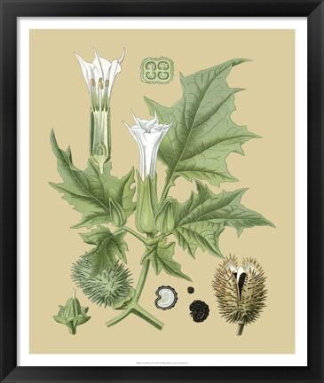 Framed Ivory Blooms II Print