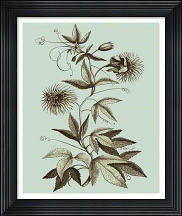 Framed Imperial Munting III Print