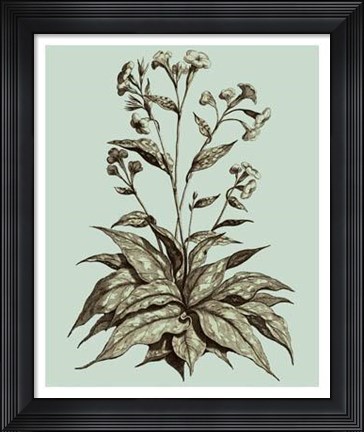 Framed Imperial Munting IV Print