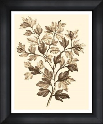 Framed Sepia Munting Foliage I Print