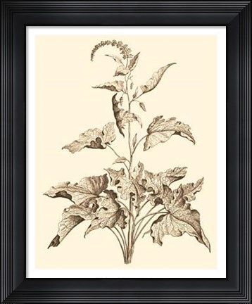 Framed Sepia Munting Foliage II Print