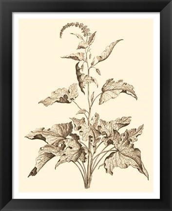 Framed Sepia Munting Foliage II Print