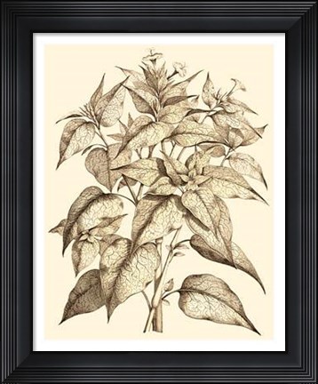 Framed Sepia Munting Foliage III Print