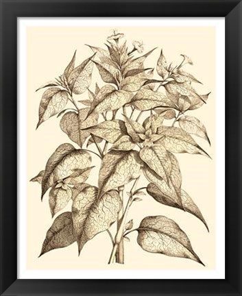 Framed Sepia Munting Foliage III Print