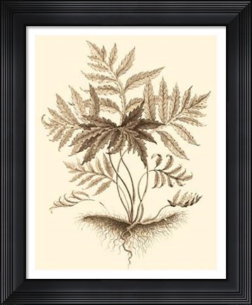 Framed Sepia Munting Foliage IV Print