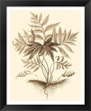 Framed Sepia Munting Foliage IV Print
