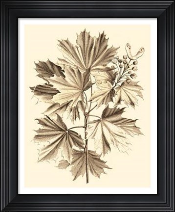 Framed Sepia Munting Foliage V Print