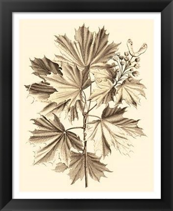 Framed Sepia Munting Foliage V Print