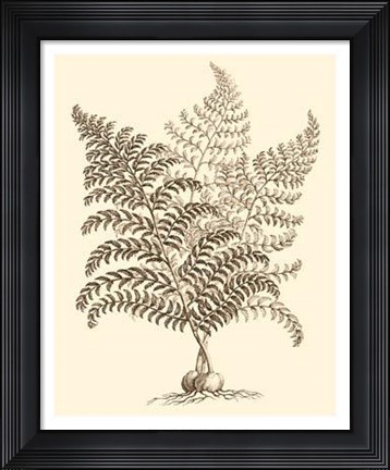 Framed Sepia Munting Foliage VI Print