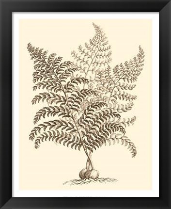 Framed Sepia Munting Foliage VI Print