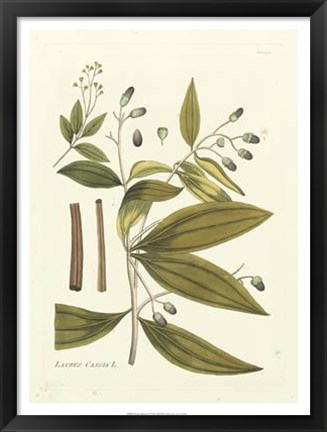 Framed Nature&#39;s Elegance I Print