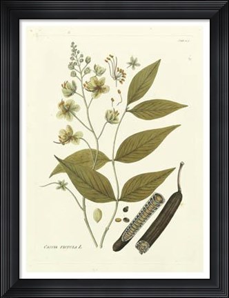 Framed Nature&#39;s Elegance III Print