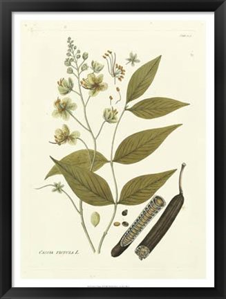 Framed Nature&#39;s Elegance III Print