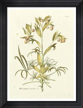 Framed Nature&#39;s Elegance IV Print