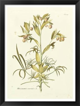 Framed Nature&#39;s Elegance IV Print