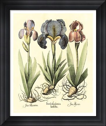 Framed Bulb Garden I Print