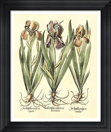 Framed Bulb Garden II Print