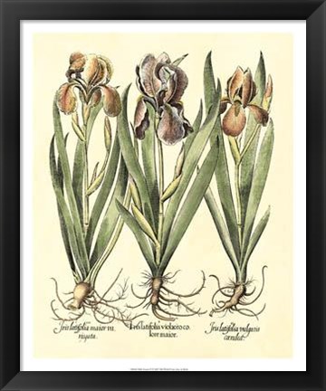 Framed Bulb Garden II Print