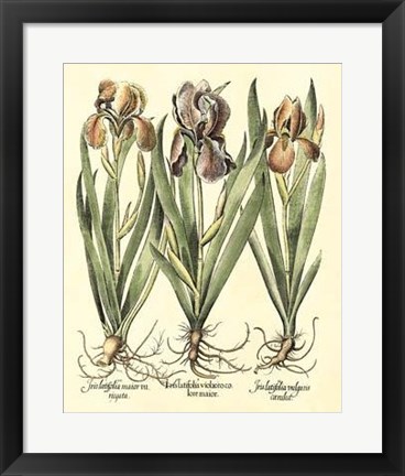 Framed Bulb Garden II Print